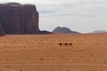 Camels in the vast desert