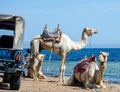 Three camels on coast of sea in Egypt Dahab South Sinai