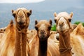 Three camels in Ethiopia Royalty Free Stock Photo