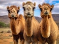 Ai Generated illustration Wildlife Concept of Three camels in Ethiopia Royalty Free Stock Photo