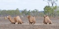 Three camels kneeling