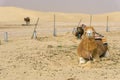 Three Camels in the Ong Jemel Desert in Tunisia Royalty Free Stock Photo