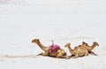 Three camels lie in the sand