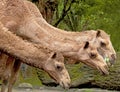 Three Camels at Taman Safari Indonesia in Cisarua, Bogor, West Java, Indonesia.