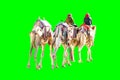 Three camels are slowly moving away from the camera; camel drivers are sitting on two camels. Image isolated on  green background Royalty Free Stock Photo