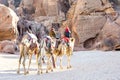 Three camels are slowly moving away from the camera; camel drivers sitting on two camels. Jordan. Petra Royalty Free Stock Photo