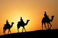 Three camels at the sunset Royalty Free Stock Photo