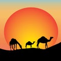Three camels traveling in the sunset. orange background