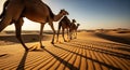 Three camels walk sand, camels cross dunes, camels begin epiphany trek Royalty Free Stock Photo