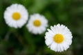 Three camomile flowers in a row Royalty Free Stock Photo