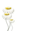 Three camomiles on white Royalty Free Stock Photo