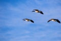 Three Canada Geese Branta canadensis flying