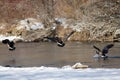 Canada Geese Coming in for Landing on Snowy Winter River Royalty Free Stock Photo