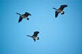 Three Canada Geese in Flight Royalty Free Stock Photo