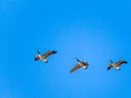 Three Canada Geese Fly in a Solid Blue Sky Royalty Free Stock Photo