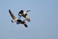 Three Canada Geese Flying in Blue Sky Royalty Free Stock Photo