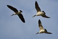 Three Canada Geese Flying in a Blue Sky Royalty Free Stock Photo