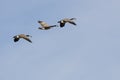 Three Canada Geese Flying in a Blue Sky Royalty Free Stock Photo