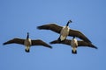 Three Canada Geese Flying in a Blue Sky Royalty Free Stock Photo