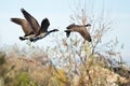 Three Canada Geese Flying Low Over the Autumn Pond Royalty Free Stock Photo