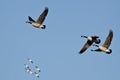 Three Canada Geese Flying with the Snow Geese in a Blue Sky Royalty Free Stock Photo