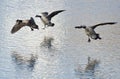 Three Canada Geese Landing on Winter Lake Royalty Free Stock Photo