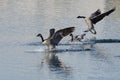 Three Canada Geese Landing on Winter Lake