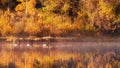 Canada geese Branta canadensis on a misty morning in Grand Teton National park, Wyoming. Royalty Free Stock Photo