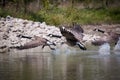 Three Canada Geese Taking Off from a Pond