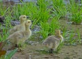 Three Canada Goose babies drinking water. Royalty Free Stock Photo