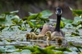 Three Canada goose goslings, Branta canadensis, foraging in a wetland near Culver, Indiana Royalty Free Stock Photo