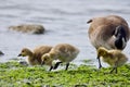 Three Canada Goose goslings walk on seashore eating green seaweed