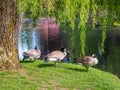 Three Canada goose near the lake