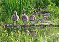 Canada gooses standing on the ground by the lake with in the park