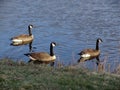 Three Canadian Geese Royalty Free Stock Photo