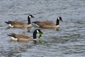 Three Canadian Geese Eating Sea Kelp Royalty Free Stock Photo