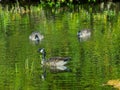 Three Canadian geese