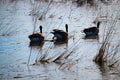 Three Canadian Geese swimming on a frozen pond