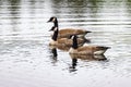 three canadian geese swimming on reflective pond Royalty Free Stock Photo