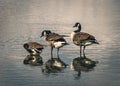 Three Canadian geese wading in a lake