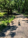 Three Canadian geese walking at nature center