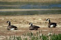 Three canadian gooses sitting and looking left.