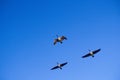 Three Canadian Honkers Geese Royalty Free Stock Photo