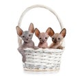 Three Canadian sphinx kittens sitting in a basket Royalty Free Stock Photo