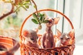 Three canadian sphynx kittens sitting in basket on window sill at home. Cat biting house plant playing with branch. Royalty Free Stock Photo