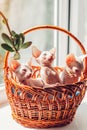 Three canadian sphynx kittens sitting in basket on window sill at home. Hairless pets with blue eyes. Cat family Royalty Free Stock Photo