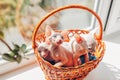 Three canadian sphynx kittens sitting in basket on window sill at home. Hairless pets with blue eyes. Cat family Royalty Free Stock Photo