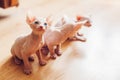 Three canadian sphynx kittens sitting wooden floor at home. Hairless pet with blue eyes looks up. Cat family