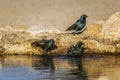 Cape Glossy Starling in Kgalagadi transfrontier park, South Africa Royalty Free Stock Photo