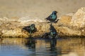 Cape Glossy Starling in Kgalagadi transfrontier park, South Africa Royalty Free Stock Photo